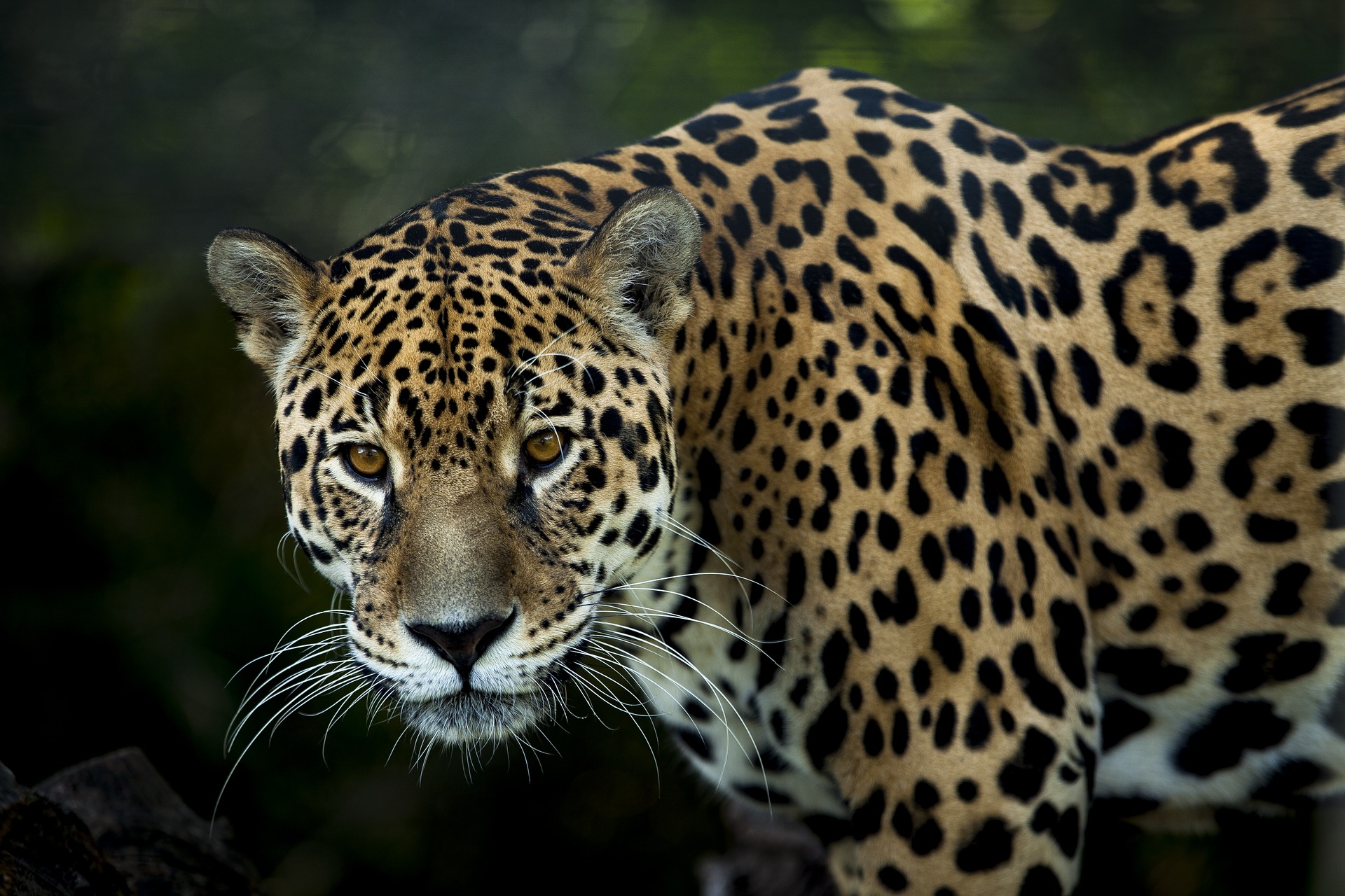 Why are Jaguars endangered? How many jaguars are left in the world