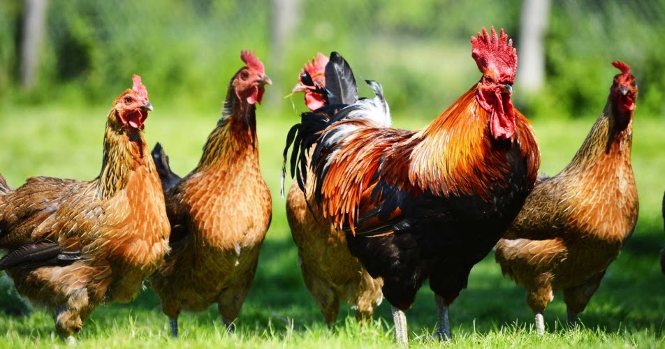 Deskripsi (CiriCiri) Ayam dalam Bahasa Inggris dan