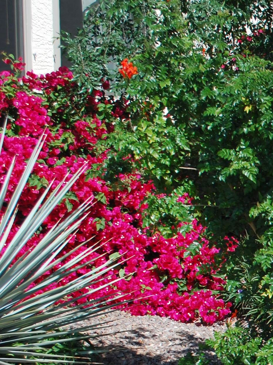 Arizona Backyard: Bougainvillea