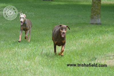 Baby Fawn Doberman and Auntie (Red/rust Doberman)