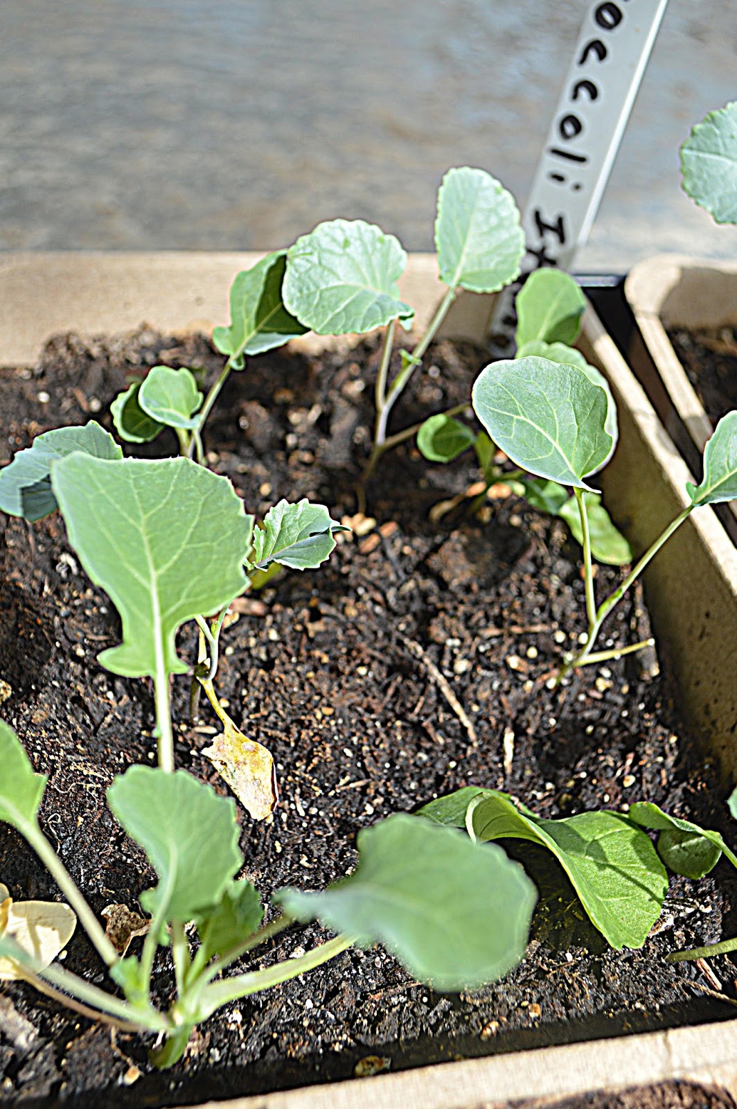 Big Rigs �n Lil� Cookies Seedlings to Plants