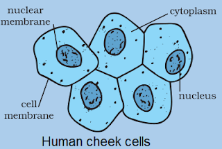 Cell Structure and Functions worksheet for class 8