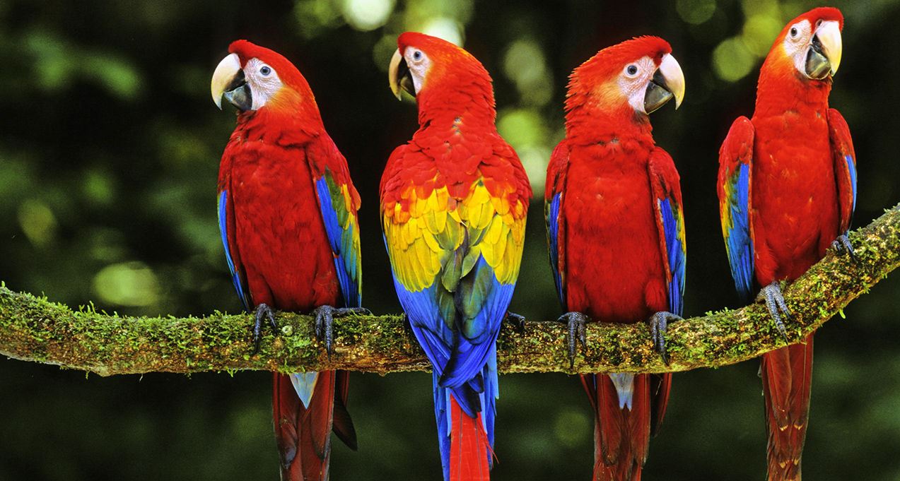 Parrot essay in english for class 3 image