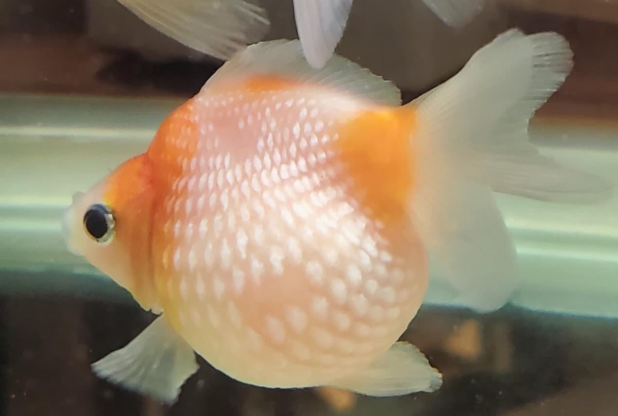 金魚&水族快訊Goldfish & Aquarium Messages 金魚鱗片脫落的原因(Causes of goldfish