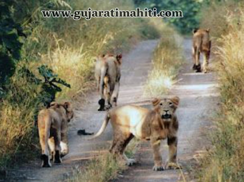 Jambughoda-Wildlife-Sanctuary-vadodara-gujarat-GUJARATIMAHITI