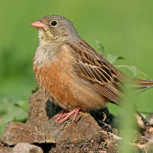 Nama Organ Gerak Dan Fungsinya Ikan Katak Burung Ular Mas Ulya Blog