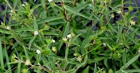 Ada manfaat Dari Tanaman Urang Aring Untuk Rambut Dan Kesehatan - By