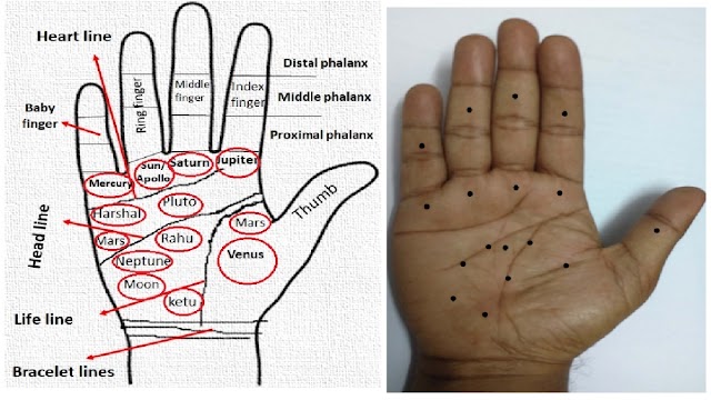 Significance of moles in palm and their impact in human life