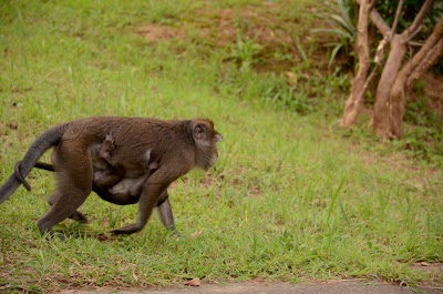 Mama monkey moved on carrying baby monkey under belly