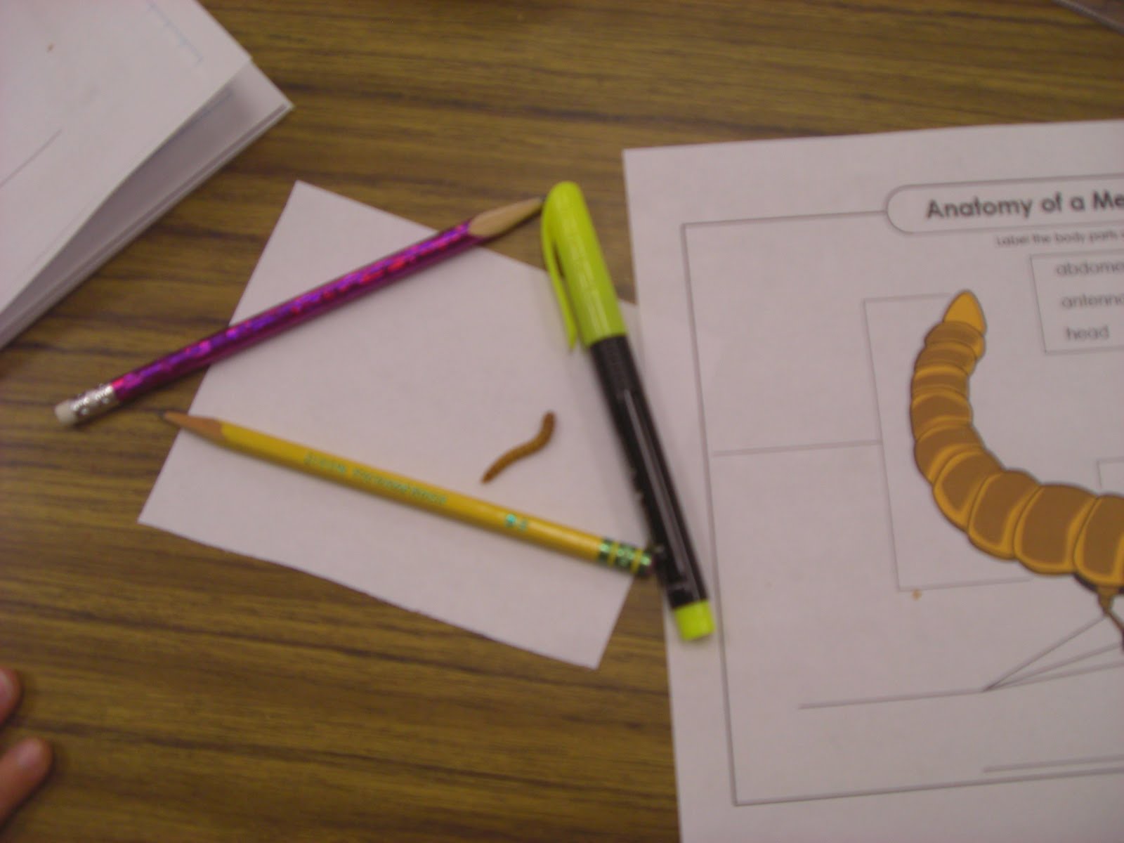 Notes From Second Grade Mealworms