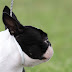 The extraordinary story of how the Boston Terrier lost its nose