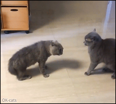 Funny Cat GIF • Angry cat grilling after another cat. Mode 'cat domination' activated Funny Cat GIF • Angry cat grilling after another cat. Mode 'cat domination' activated