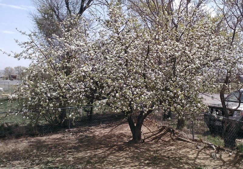 one of 4 apple trees in bloom