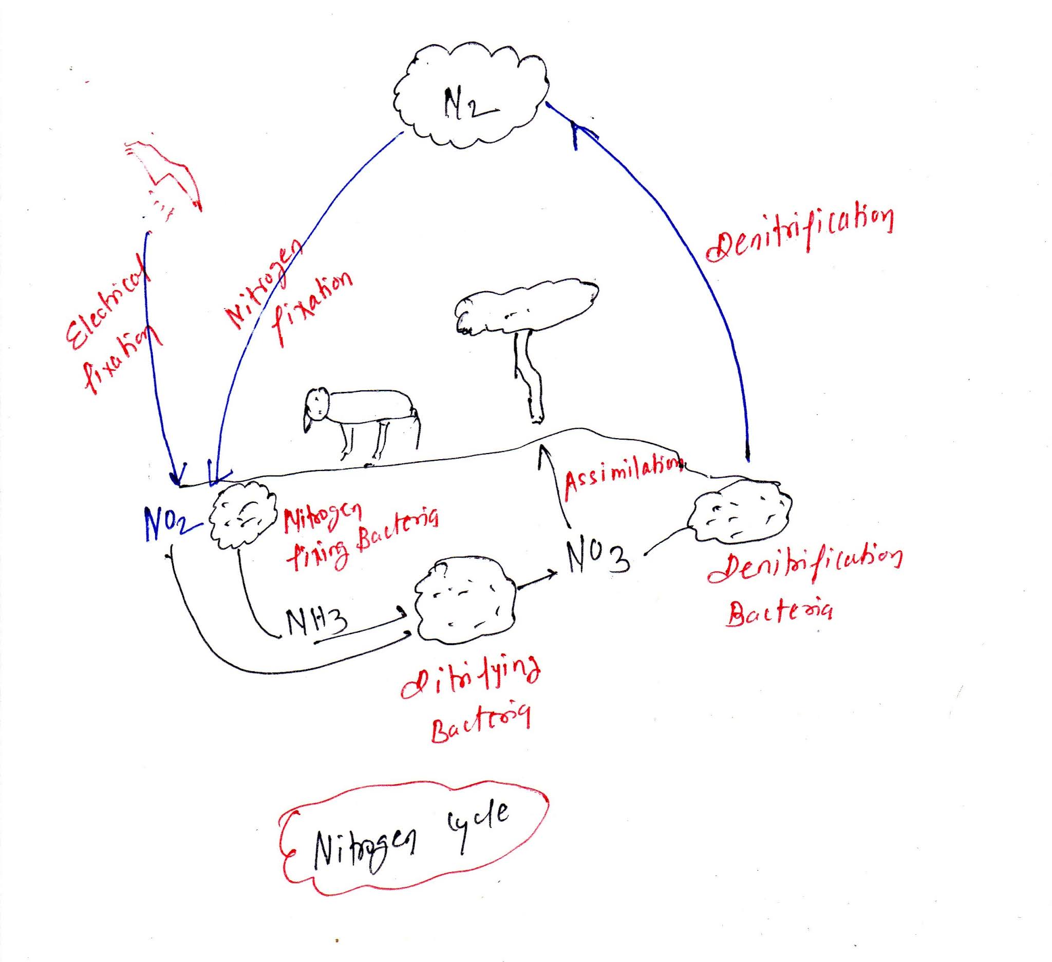 Nitrogen Cycle (Advanced) | Definition, Examples, Diagrams