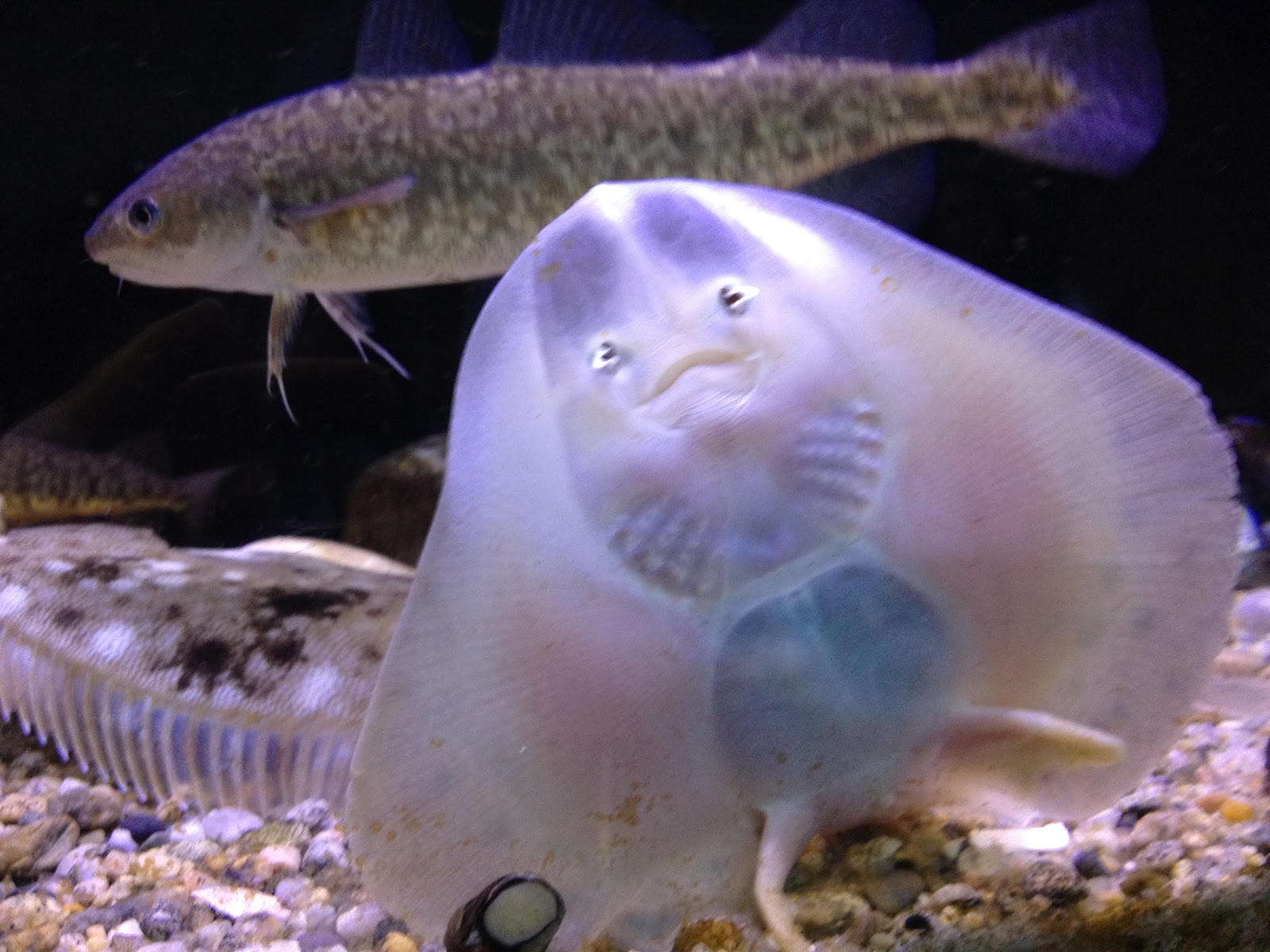 Ocean Observations Scallops