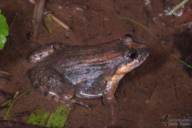 Leptodactylus melanonotus - Sabinal Frog