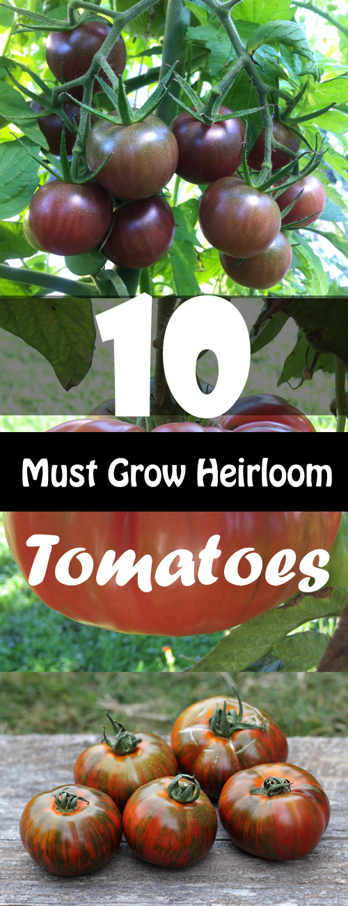 How to Grow Tomato Plant, Growing and Harvesting Fresh Tomatoes
