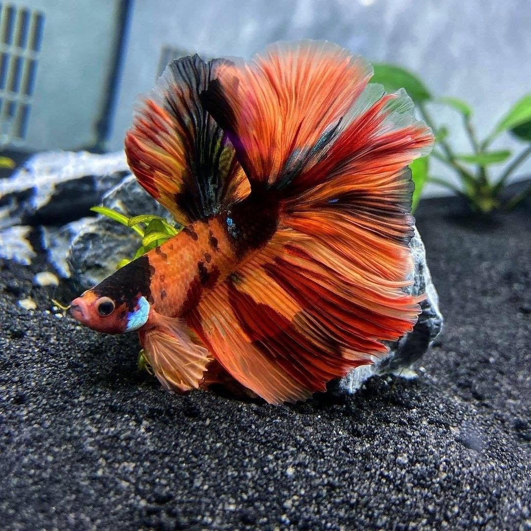 Kenapa Ikan Cupang Jantan Tidak Mau Membuat Gelembung