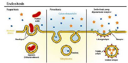 Gambar 4. Peristiwa endositosis dan eksositosis www.id.wikipedia.org