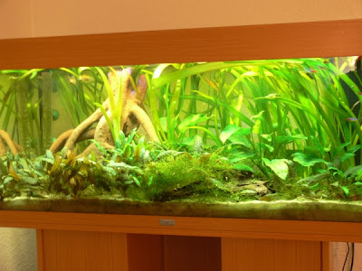 Aquarium Blog
