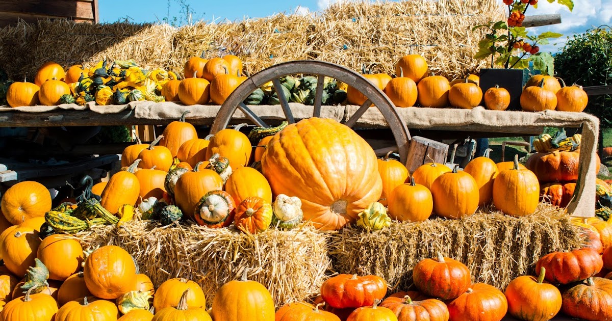 Fall Festivals at the Lake of the Ozarks you Can't Miss!