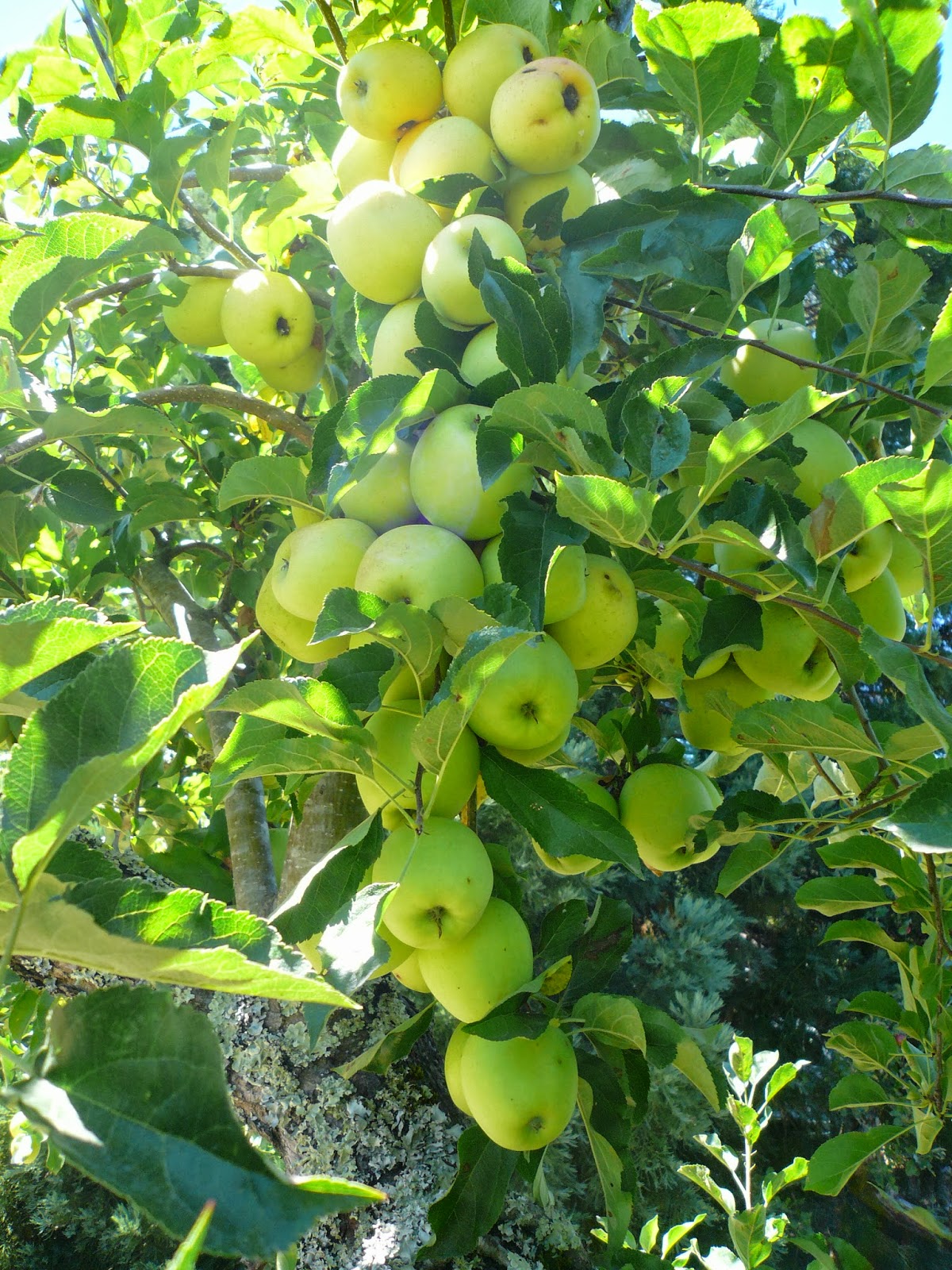 Countryman Foraging California's Wild Side Apple Harvest