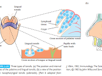Tonsils Diagram Tonsils Diagram