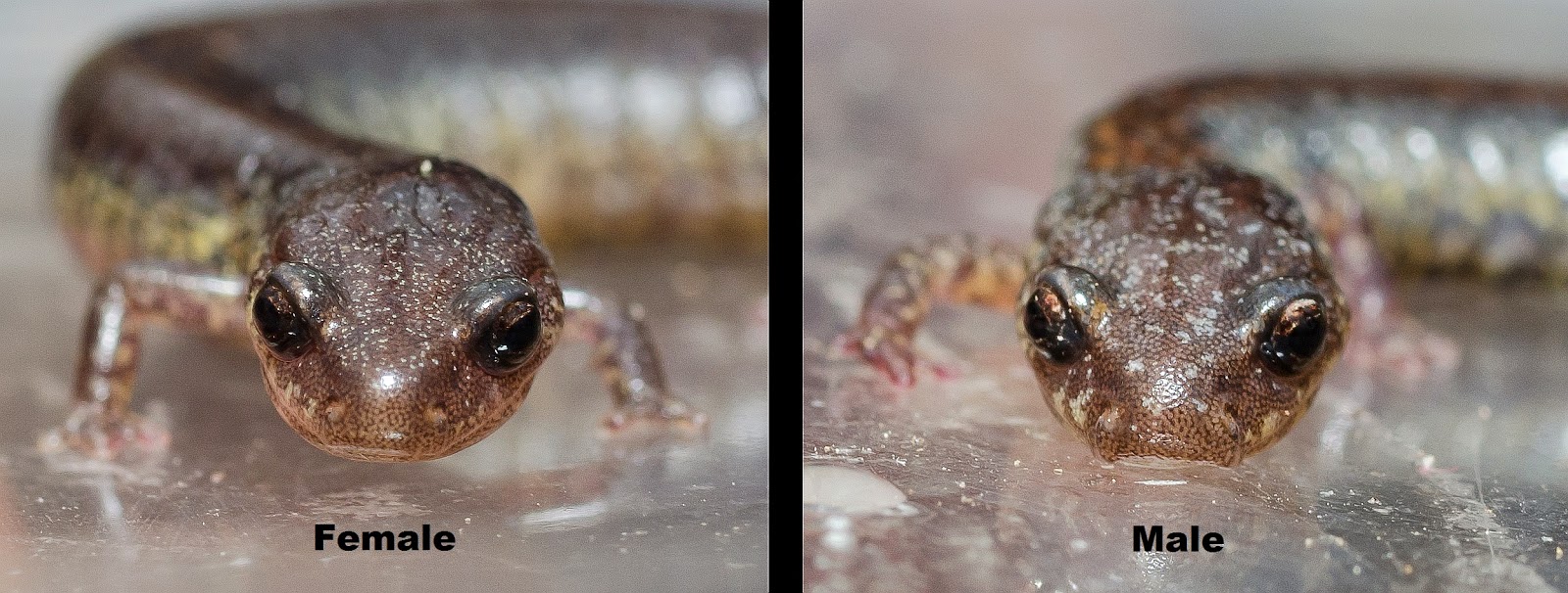 On the Subject of Nature The RedBacked Salamander, Plethodon cinereus