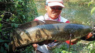 Ibu Rumah Tangga Sukses Bisnis Cara Masak Ikan Gabus dengan Referensi