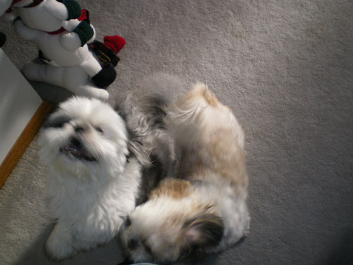 how fast can a shih tzu run