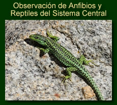 http://iberian-nature.blogspot.com.es/p/ruta-tematica-observacion-de-anfibios-y_2.html
