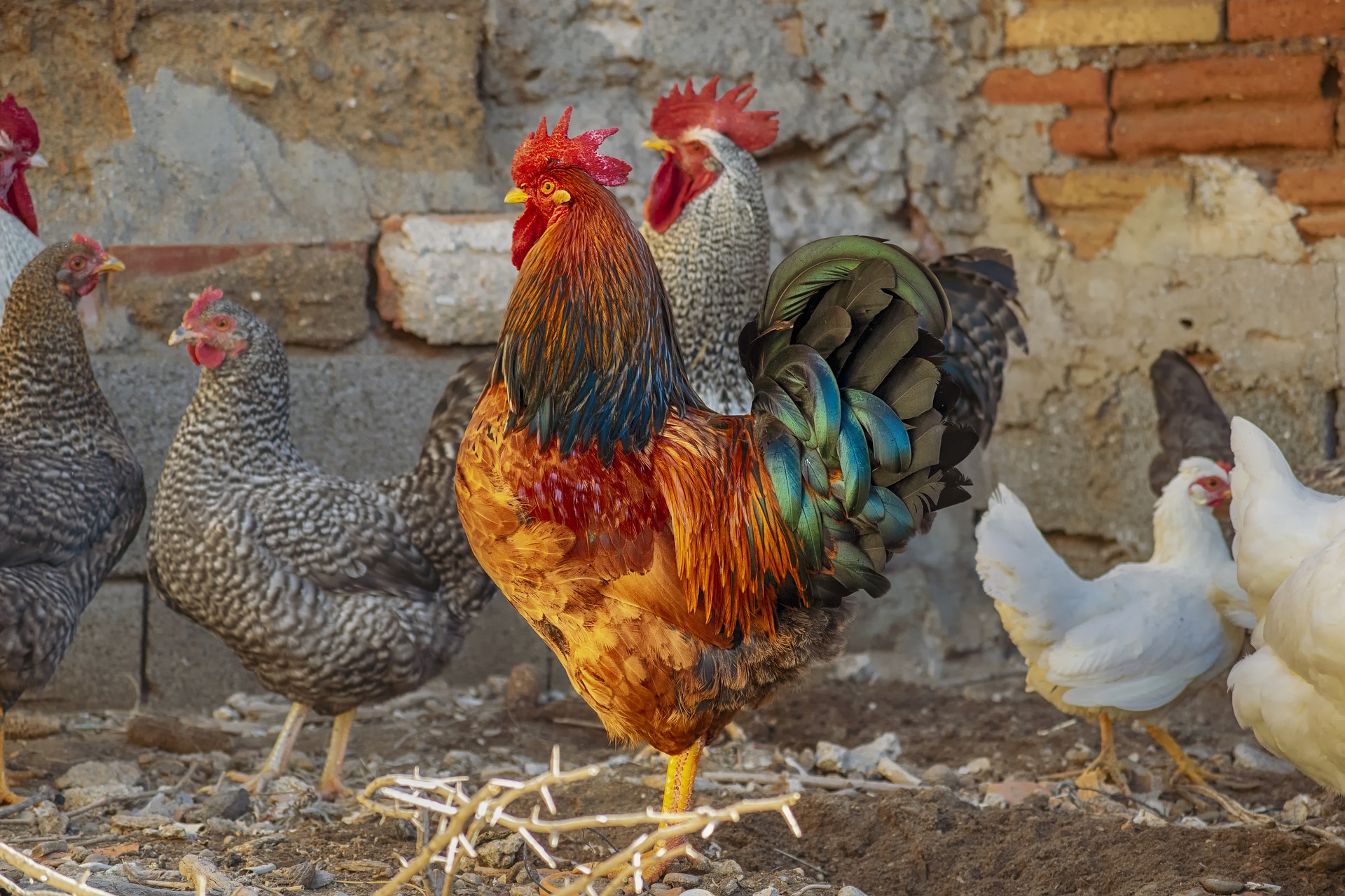 Cara Ternak Ayam  Kampung Yang Mudah dan Baik Untuk Pemula 
