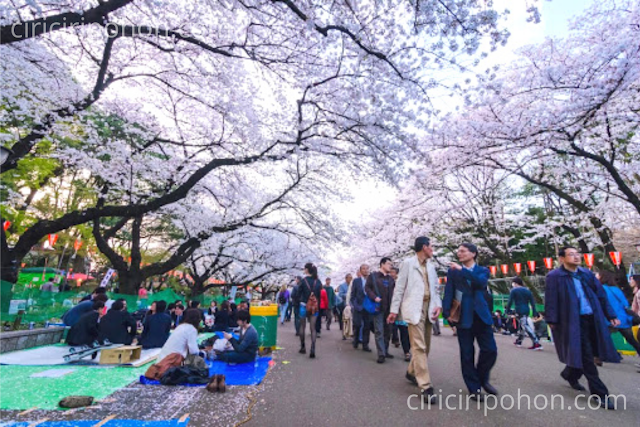 Ciri Ciri Pohon Wisata Bunga Sakura