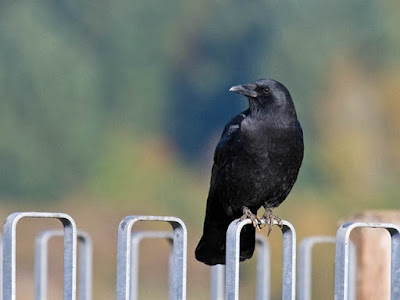 Photo of American Crow