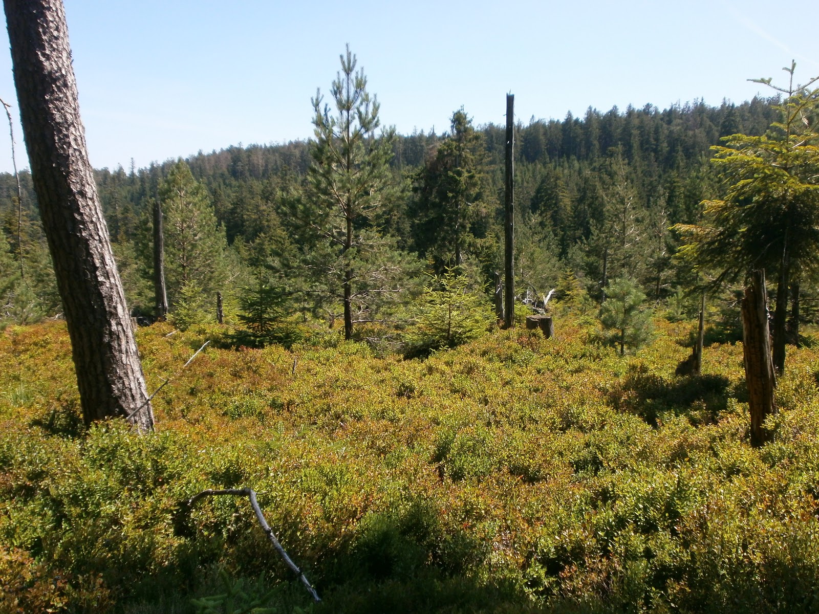 Schwarzwaldmaidli Schwarzwald Eine Wanderung Am Kandel