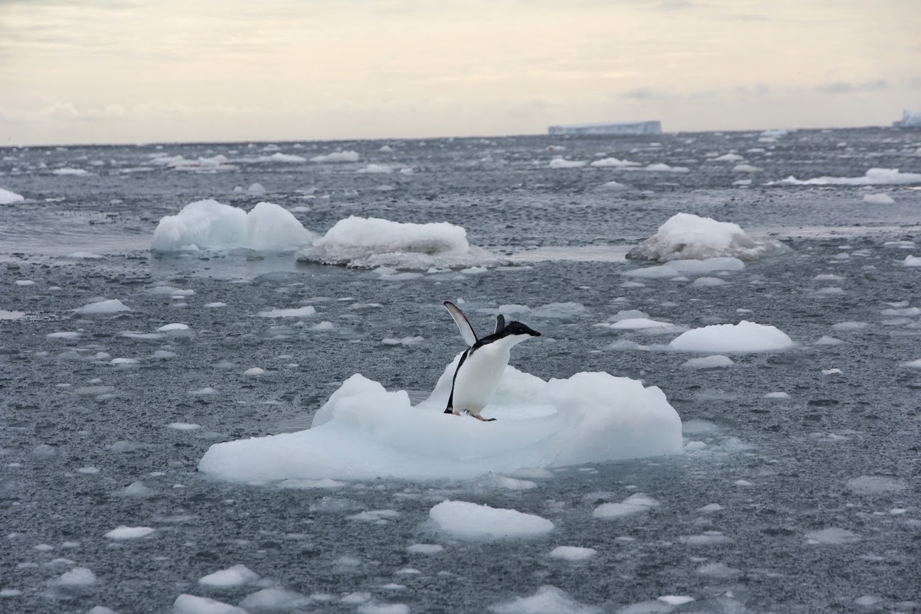 Keeping in touch with Mark Yungnickel: Day 20 - Leopard Seal vs Adelie