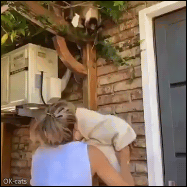 Funny Cat GIF • Big cat stuck on roof. “Thanks human for the soft landing on your cushion.” Funny Cat GIF • Big cat stuck on roof. “Thanks human for the soft landing on your cushion.”