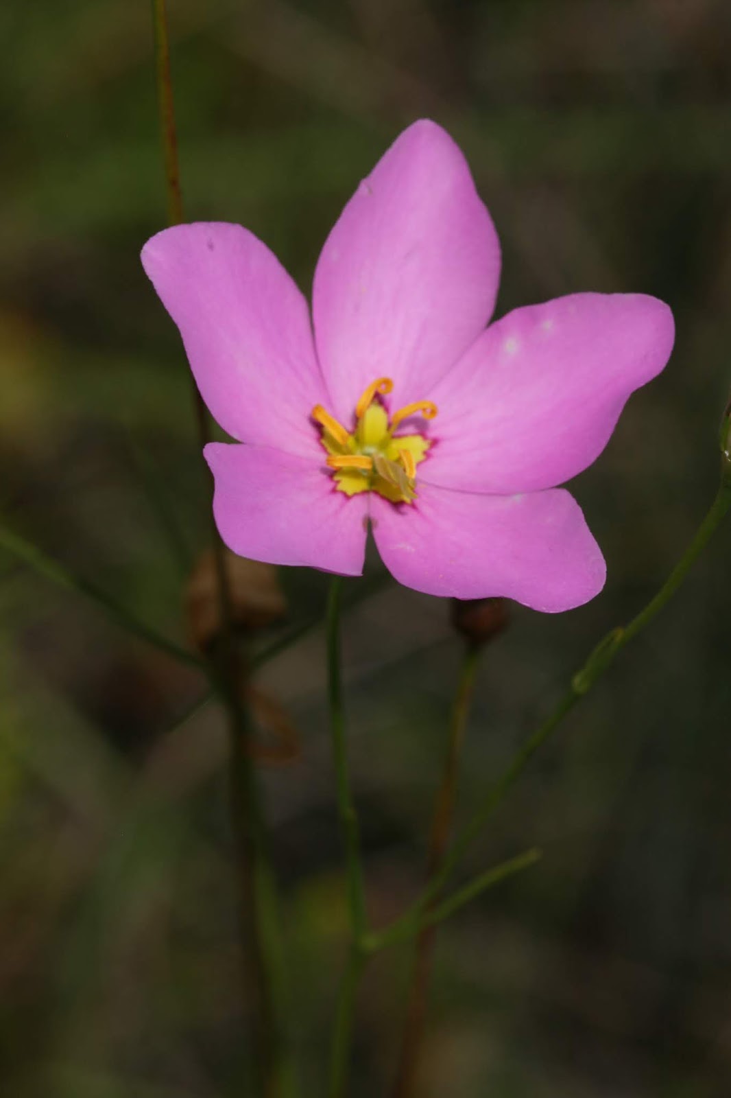 Native Florida Wildflowers Largeflowered Meadow Pink Sabatia