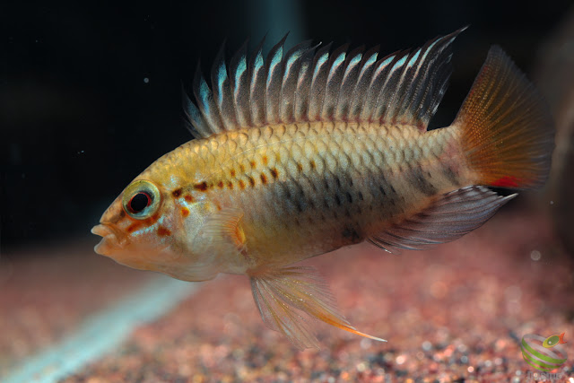 Apistogramma sp. manacacias