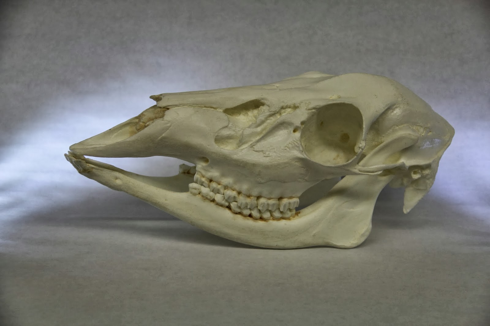 Isabella Conservation District Environmental Education Program What Do