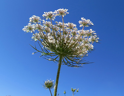 Zanahoria silvestre (Daucus carota)