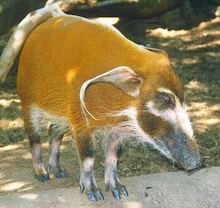 red river Hog