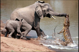 Κροκόδειλος επιτίθεται σε Ελέφαντα!!! Δείτε την απεγνωσμένη προσπάθεια να ξεφύγει