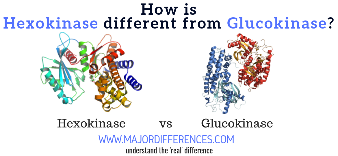 10 Difference Hexokinase vs Glucokinase