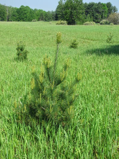 young white pine