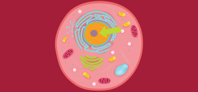 Which part of the human cell is being pointed to in the image?