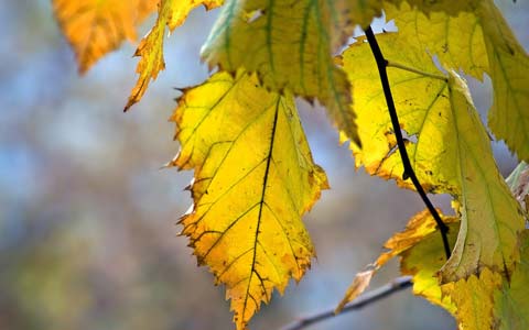 Elm yellows or phloem necrosis is a fast moving tree disease