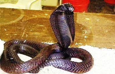  Gambar Ular King Cobra Berdiri