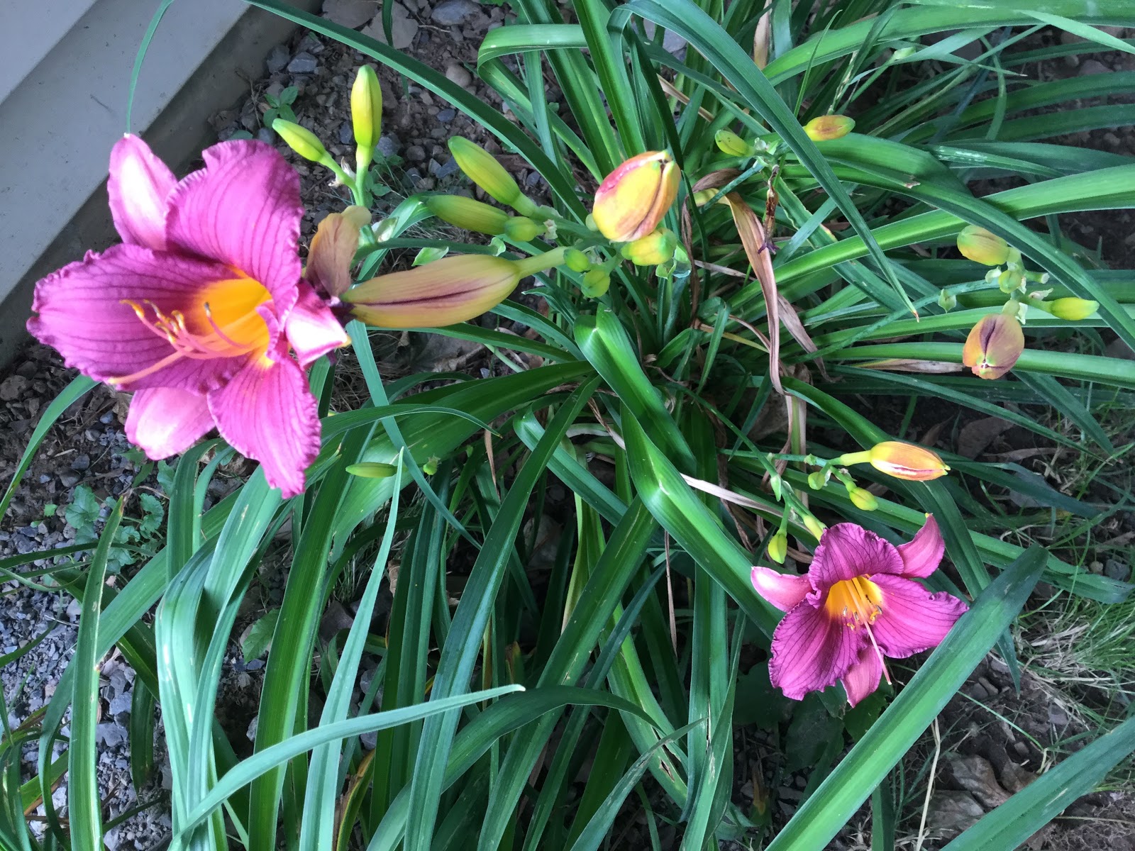 Central New York Living Daylilies are in bloom...