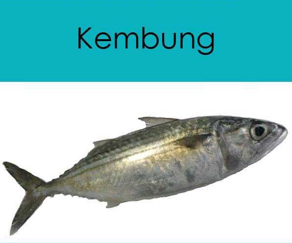 Mari Mengenal Ikan Di Perairan Malaysia